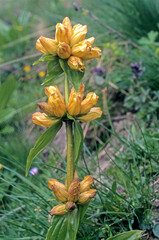 Gentiana lutea, Gentiane jaune