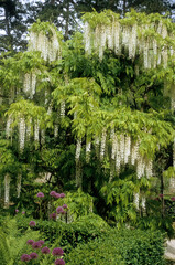 Fototapeta premium Wisteria floribunda alba , Glycine blanche, Glycine du Japon
