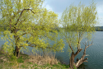 Salix alba, Saule blanc, Lacs de Viry Chatillon et Grigny, Lacs revivifiés et sites naturels protégés , 91, Essonne, France