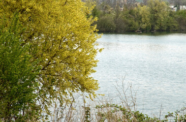 Salix alba, Saule blanc, Lacs de Viry Chatillon et Grigny, Lacs revivifiés et sites naturels...