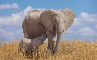 elephant in the savannah, baby elephant nursing 