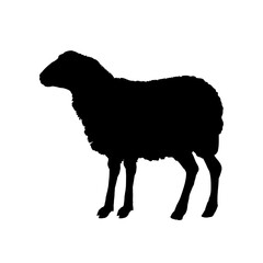 silhouette of sheep	