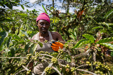 A farmer observes the maturing coffee plant, agriculture and African products