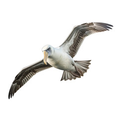 pelican in flight transparent background PNG isolated