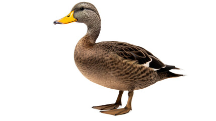 Obraz premium duck isolated on white transparent background PNG isolated