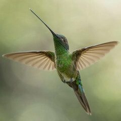 Obraz premium hummingbird on a branch _ hummingbird in flying _ birds ai image _ animal ai photo