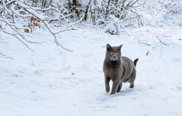 Chartreux cat walking through a snowy winter landscape