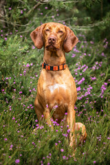 Sprizsla dog - light fawn colour Vizsla Springer Spaniel cross - sitting tall in the forest with heather - portrait style