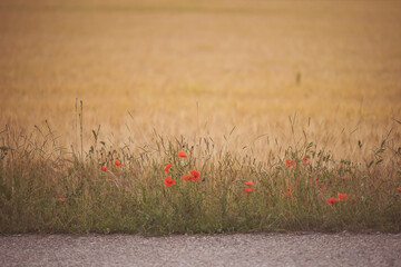 red wild poppy blooms in a wheat field. Rye field. Poppies among ears of wheat. Selective focus....