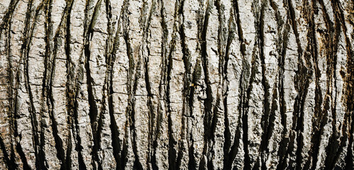 Obraz premium Palm tree bark texture. Horizontal texture. Lines natural pattern. Coconut tree trunk. Dried palm. Panoramic hardwood background. Exotic wood backdrop. Brown palm tree wood structure.