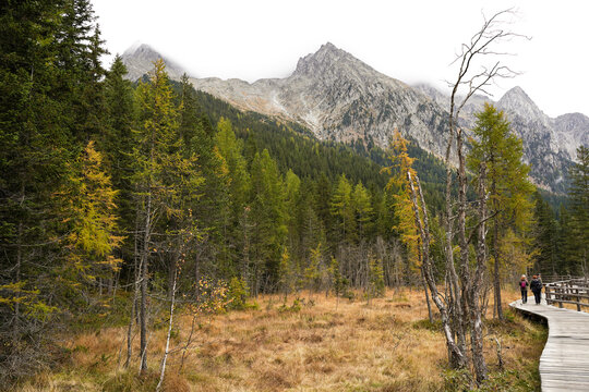 Wooden bridge in the forest with three walking persons. Fir-trees with yellow and green leaves and yellow grass around. Dolomite mountain in Italy. Autumn season. Calm atmosphere. Cloudy weather. 