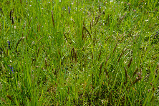 sweet grass or holy grass, Hierochloe odorata, mannagrass, Anthoxanthum odoratum,