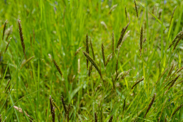 sweet grass or holy grass, Hierochloe odorata, mannagrass, Anthoxanthum odoratum,
