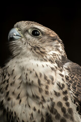 close up of an eagle