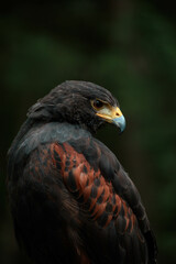 close up of a falcon