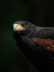 close up of a falcon 2