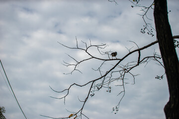 Branches in the sky with both green leaves and dead branches.