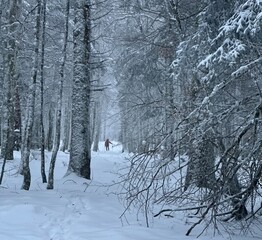 L’hiver la neige recouvre toute la forêt.