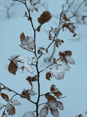 L’hiver la neige recouvre toute la forêt.