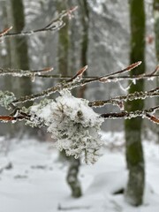 L’hiver la neige recouvre toute la forêt.