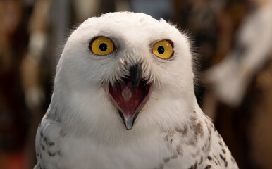 Snowy Owl (Bubo scandiacus) close up Tawny Owl (Strix aluco) on display