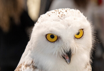 Snowy Owl (Bubo scandiacus) close up Tawny Owl (Strix aluco) on display