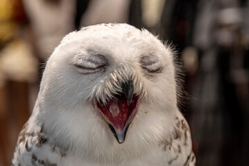 Snowy Owl (Bubo scandiacus) close up Tawny Owl (Strix aluco) on display