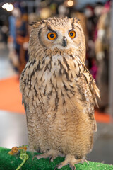 Snowy Owl (Bubo scandiacus) close up Tawny Owl (Strix aluco) on display