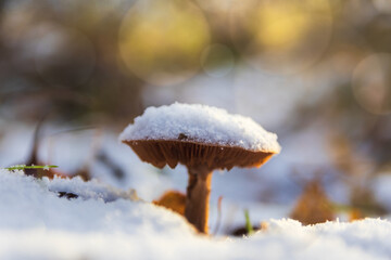 Non edible mushroom covered with first snow. Early winter, plant background