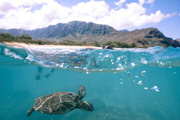 Snorkeling with Wild Hawaiian Green Sea Turtles in the Beautiful Ocean off Hawaii 