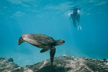 Foto auf Acrylglas Swimming with Wild Hawaiian Green Sea Turtles in the Beautiful Ocean off Hawaii  © EMMEFFCEE 