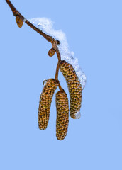 Three Hazelnut Tree Blossoms (Corylus Avellana)