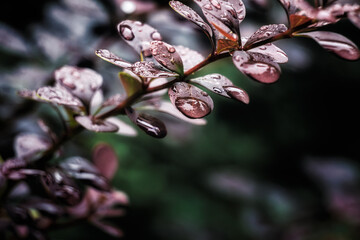 Autumn drops of autumn rain on the leaves