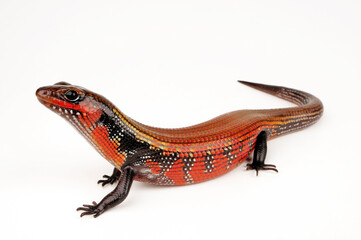 Fire skink // Feuerskink (Lepidothyris fernandi / Riopa fernandi)