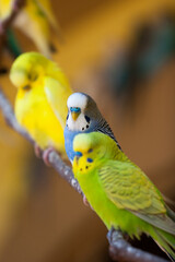 
Three Parakeets
