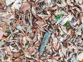 close up of dry keaves