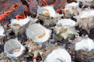 shellfish Sazae or Sadae Grill ,Grill turban shells on a shichirin