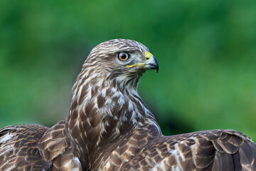 Common buzzard (Buteo buteo)