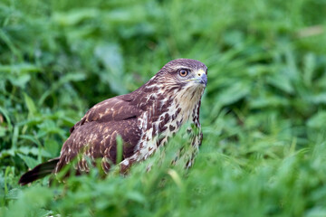 Common buzzard (Buteo buteo)