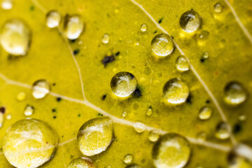 Water Drops on a Yellow Leaf