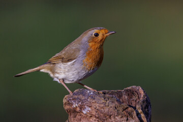 Rotkehlchen (Erithacus rubecula)