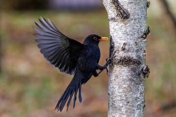 Amsel (Turdus merula) Männchen