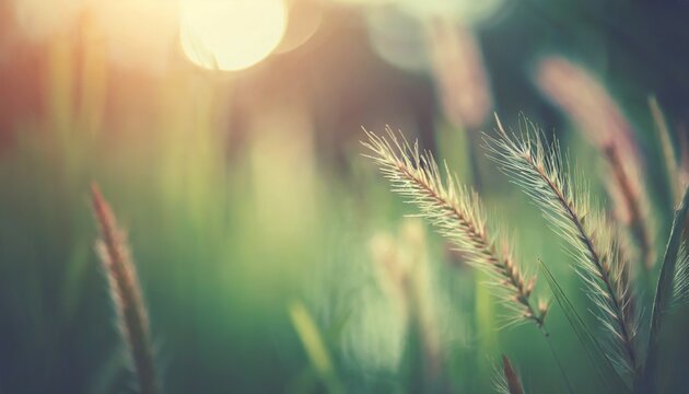 wild grass in the forest at sunset macro image shallow depth of field abstract summer nature background vintage filter