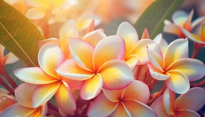 Fotobehang soft sweet orange flower background from plumeria frangipani flowers © Florence