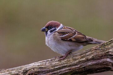 Feldsperling (Passer montanus)