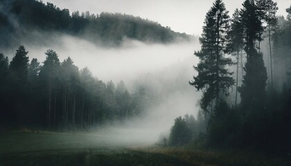 moody forest landscape with fog and mist