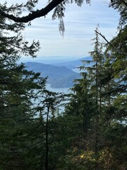 pine tree forest view over ocean canada
