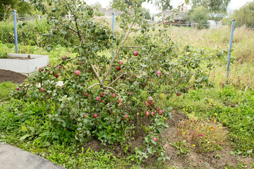 Fototapeta na wymiar The branches of the apple tree bent under the weight of the apples.