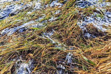 Melting snow in the meadow in early spring