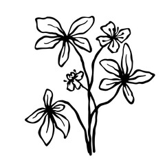 Sketch,doodle of wild meadow grass,flower.Decorative botanical element.Vector graphics.